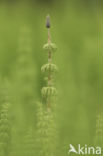 Wood Horsetail (Equisetum sylvaticum)