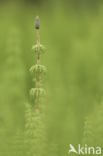 Wood Horsetail (Equisetum sylvaticum)