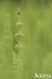 Bospaardenstaart (Equisetum sylvaticum)