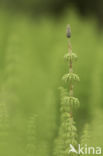 Bospaardenstaart (Equisetum sylvaticum)