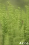 Wood Horsetail (Equisetum sylvaticum)