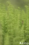 Bospaardenstaart (Equisetum sylvaticum)