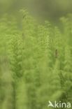 Wood Horsetail (Equisetum sylvaticum)
