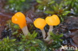 Beekmijtertje (Mitrula paludosa)