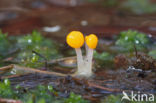 Beekmijtertje (Mitrula paludosa)