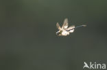 Migrant Hawker (Aeshna mixta)