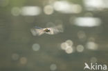 Migrant Hawker (Aeshna mixta)