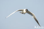 Black-headed Gull (Larus ridibundus)