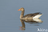 Grey Lag-Goose (Anser anser)