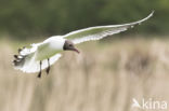 Black-headed Gull (Larus ridibundus)