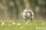 Egyptian Goose (Alopochen aegyptiaca)