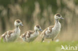 Egyptian Goose (Alopochen aegyptiaca)