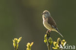 Eurasian Linnet (Carduelis cannabina)