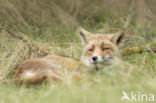 Fox (Vulpes vulpes)