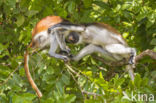 Zanzibarfranjeaap (Piliocolobus kirkii)