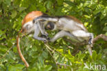 Zanzibar Red Colobus (Piliocolobus kirkii)