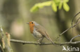 European Robin (Erithacus rubecula)