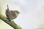 Wren (Troglodytes troglodytes)