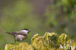 Willow Tit (Parus montanus)