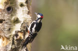 Grote Bonte Specht (Dendrocopos major)