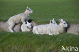 Texelaar schaap (Ovis aries)