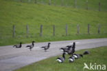 Rotgans (Branta bernicla)