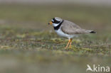 Bontbekplevier (Charadrius hiaticula)