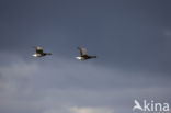 Brent Goose (Branta bernicla)