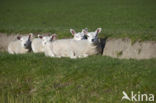 Texelaar schaap (Ovis aries)