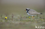 Bontbekplevier (Charadrius hiaticula)