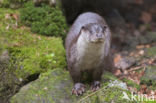 Visotter