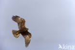 Marsh Harrier (Circus aeruginosus)