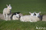 Domestic Texel sheep (Ovis aries)