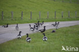 Rotgans (Branta bernicla)