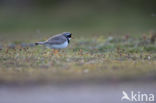 Ringed Plover (Charadrius hiaticula)