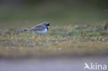 Bontbekplevier (Charadrius hiaticula)