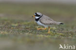 Bontbekplevier (Charadrius hiaticula)