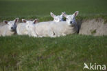 Domestic Texel sheep (Ovis aries)