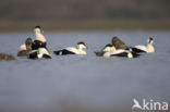 Eider (Somateria mollissima)