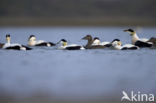 Eider (Somateria mollissima)