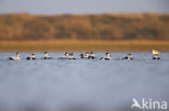 Eider (Somateria mollissima)