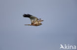 Bruine Kiekendief (Circus aeruginosus)