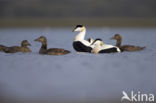 Eider (Somateria mollissima)