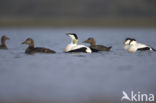 Eider (Somateria mollissima)