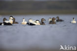 Eider (Somateria mollissima)