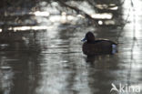 White-eyed Pochard