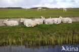 Domestic Texel sheep (Ovis aries)