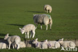 Domestic Texel sheep (Ovis aries)