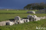 Domestic Texel sheep (Ovis aries)