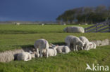 Texelaar schaap (Ovis aries)